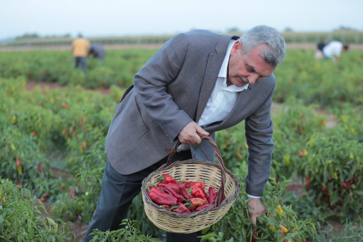 ŞANLIURFA’NIN TESCİLLİ LEZZETİ İSOTUN HASADI YAPILDI