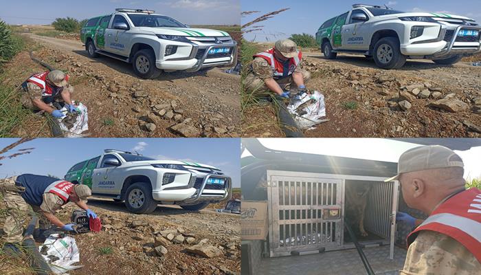 Şanlıurfa'da jandarma tarafından arazide bulunan köpekler korumaya alındı