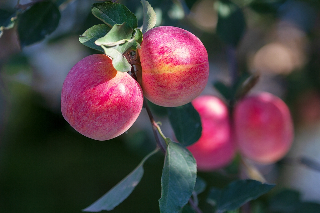 Çin, 47.5 milyon ton elma üretimiyle dünya birinciliğini elinde tutuyor