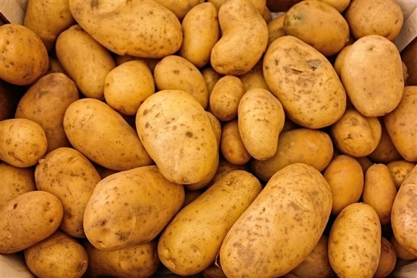Atakey Patates'e sertifika