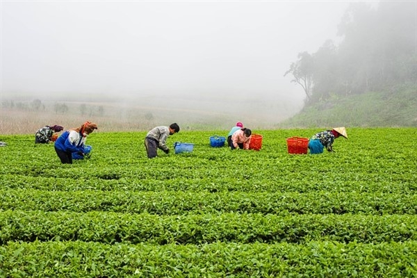Çay üreticilerine 1 milyar 763 milyon TL destek ödemesi yapılacak