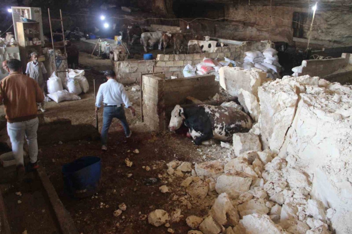 Şanlıurfa'da çöken mağarada bulunan 5 inek telef oldu