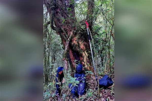Çin’de 1000 yaşında olan bir Himalaya porsuk ağacı bulundu