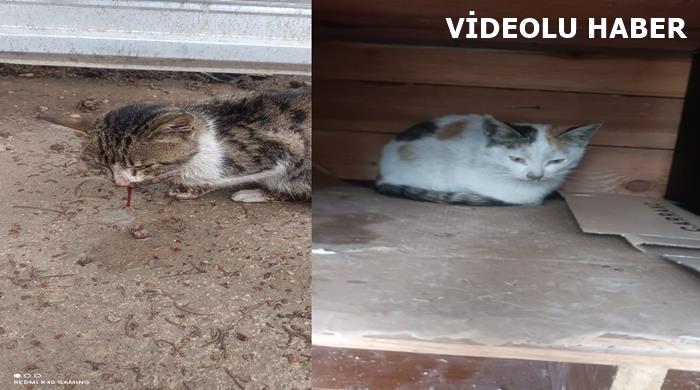 Kedileri Torbaya Koyup Cami Avlusuna Buraktı