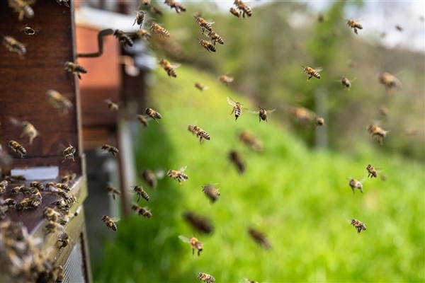Manisa’daki üreticilere ana arı üretim kovanı dağıtıldı