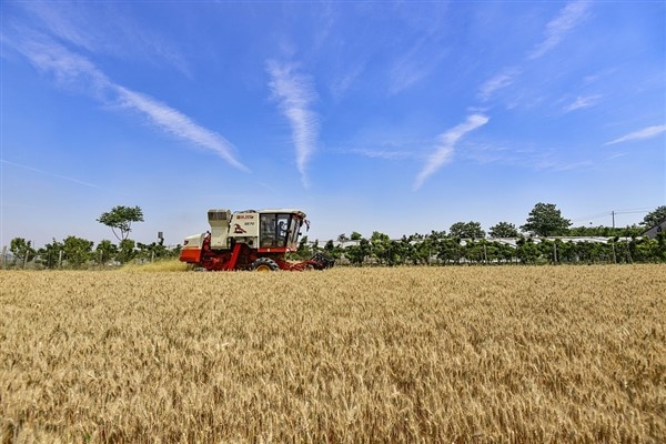 Çin'in yıllık tahıl üretimi rekor seviyeye ulaştı