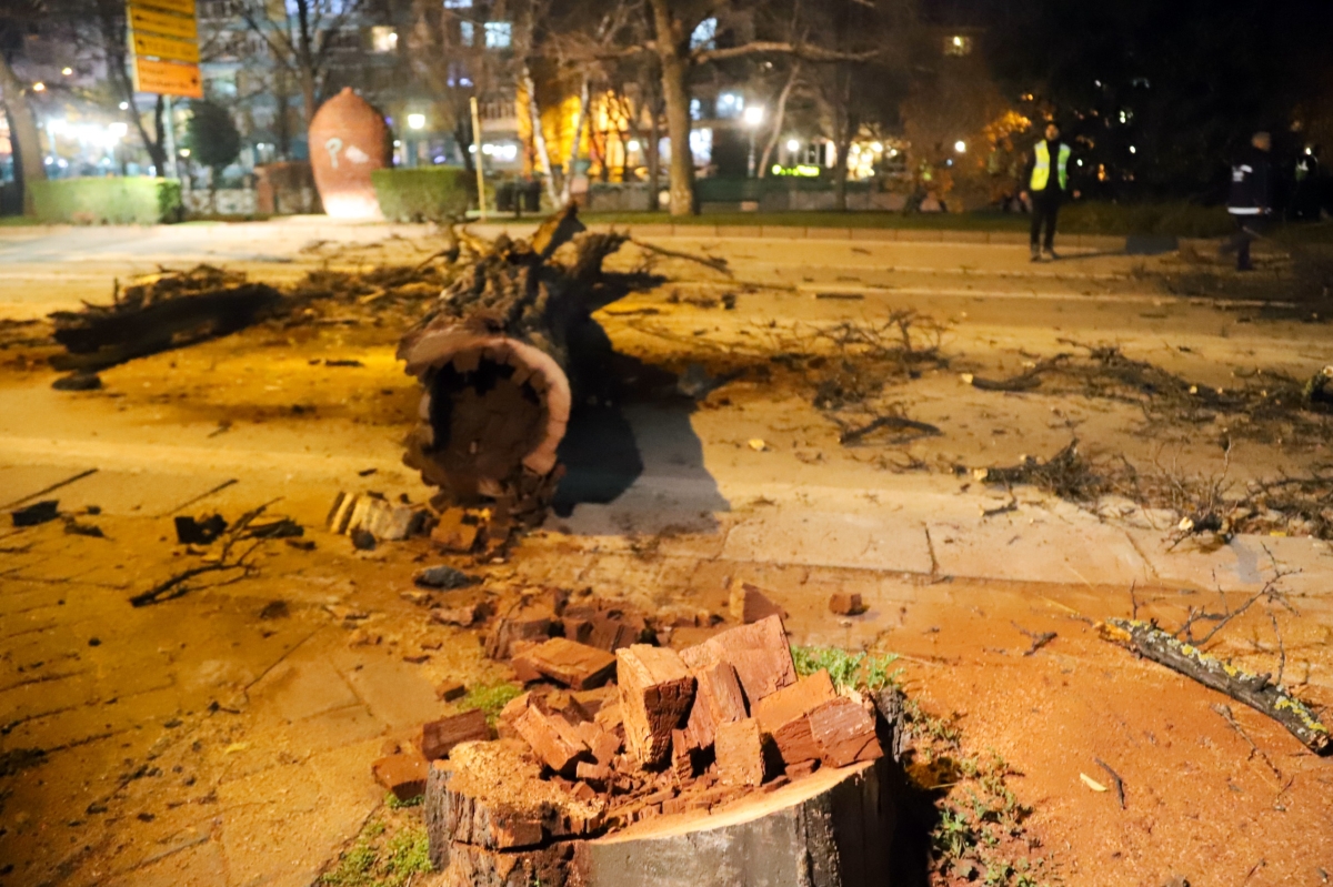Eskişehir'de devrilme riski taşıyan ağaçları kaldırma çalışmaları başladı