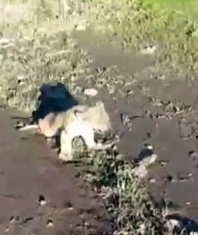  Şanlıurfa'da bulunan aslan yavrusu kurtarılamadı