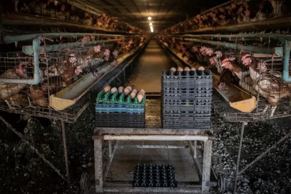 Rapor: ″98 firmadan 59'u kafes yumurtasını terk edeceğini açıkladı″