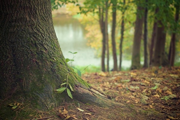2023 yılında 1 milyon 200 bin ton odun dışı orman ürünü üretimi gerçekleştirildi