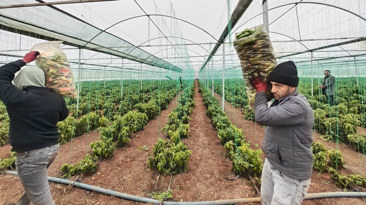Eyyübiye Sera Kent’te Kış Sezonu Verimli Geçiyor