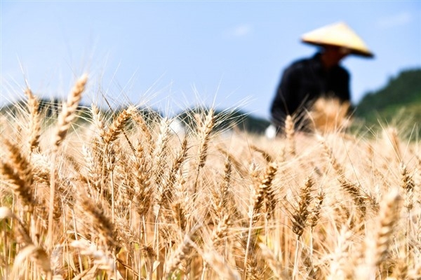 Çin, 2023’te 400 milyon tondan fazla tahıl satın aldı