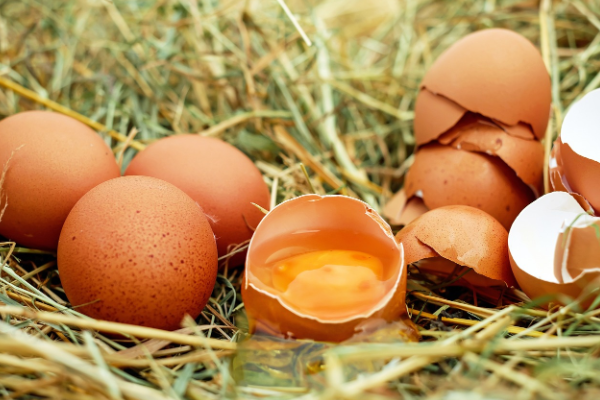 TÜİK- Tavuk yumurtası üretimi 11 ayda 18,7 milyon adeti aştı