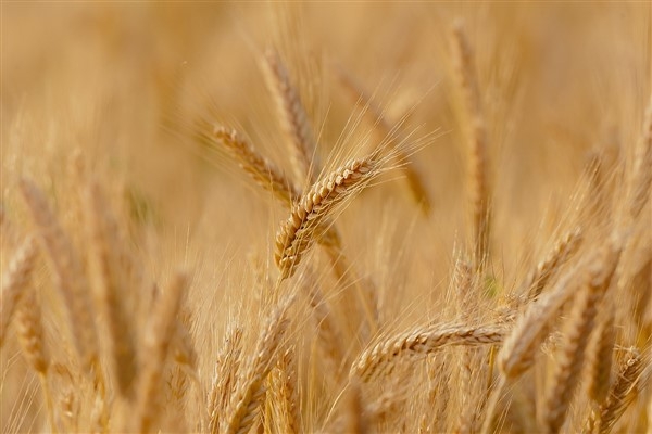 25 bin ton Rus buğdayı Mali Cumhuriyeti'ne nakledildi