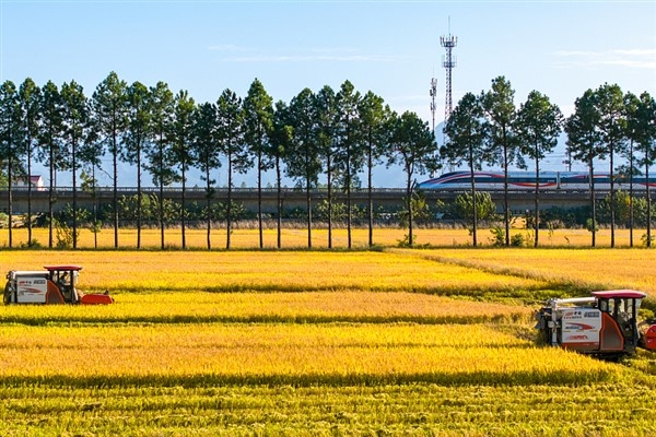 Çin'in tahıl üretiminde yeni rekor