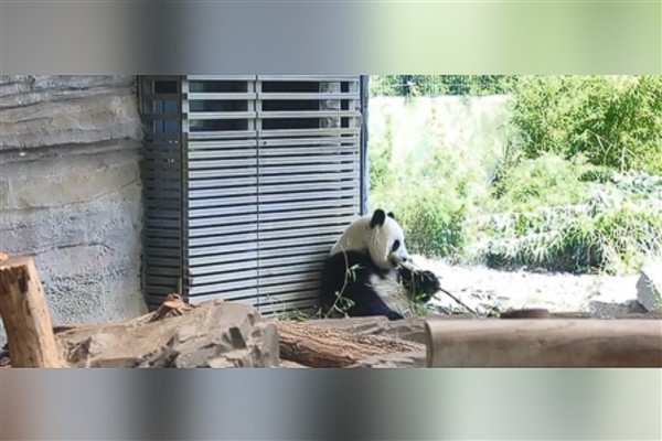 Çin'in dev panda nüfusu 1.900'e yaklaştı