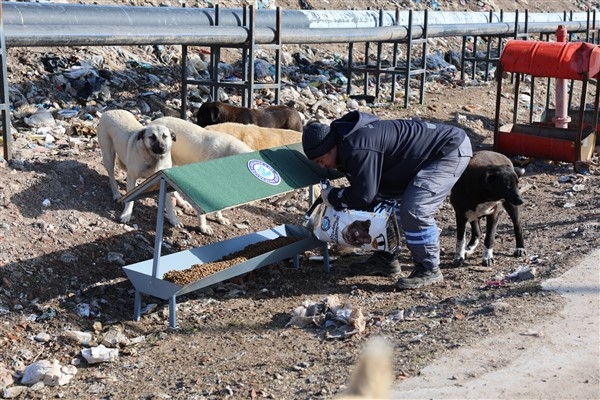 Eskişehir Büyükşehir ve Eskişehir Besleme Grubu, sahipsiz hayvanları için iş birliği yaptı