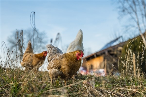 TÜİK- Tavuk yumurtası üretimi 2023'te 20 milyar adeti aştı