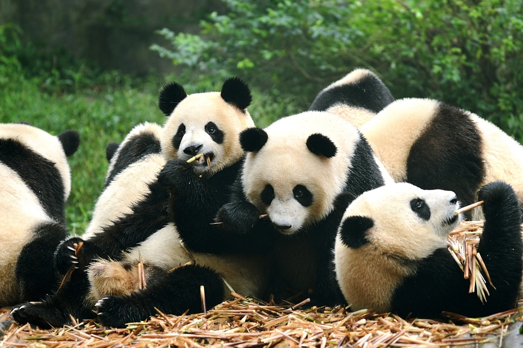 Çin, pandaları koruma konusunda yeni uluslararası iş birliği başlattı