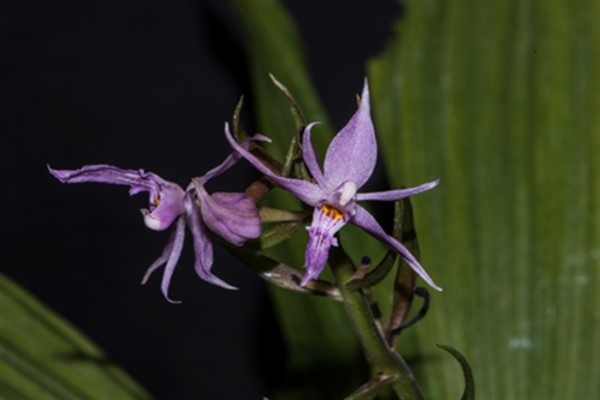 Çin’de 1,800 metre yükseklikte yeni bir orkide türü bulundu