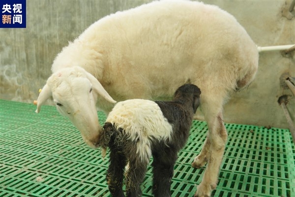 Dünyanın ilk klonlanmış Tibet koyunları dünyaya geldi
