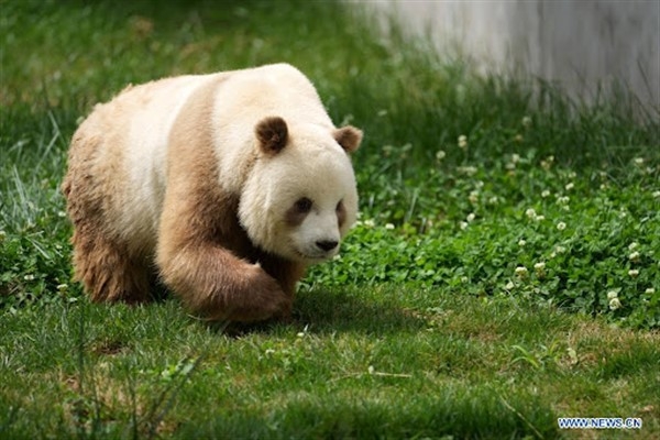 Çinli zoologlar, kahverengi pandaların genetik kodunu buldu