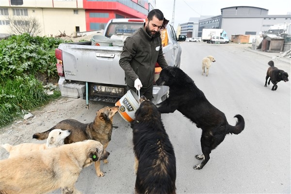 Esenyurt Belediyesi, sokak hayvanları için belirli noktalara mama bırakıyor