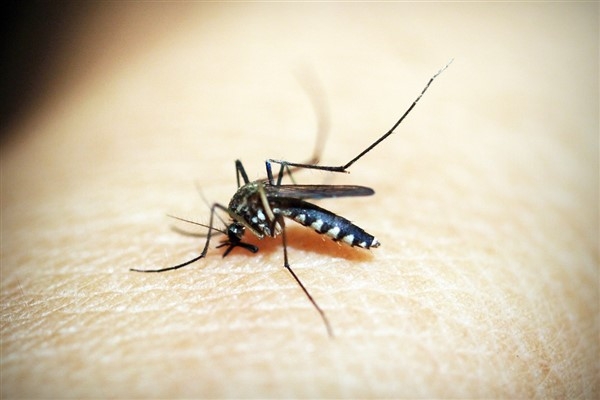 DSÖ: Sıtma, Anofel sivrisineklerinin ısırıkları yoluyla bulaşır