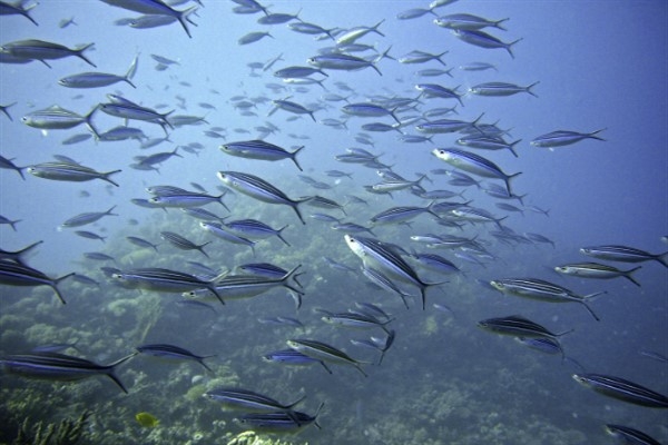 Bakan Yumaklı: ″İstilacı balon balığı avcılığına desteklerimizi arttırdık″