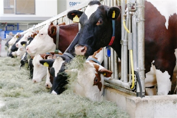 TÜİK- Ticari süt işletmelerince 915 bin 522 ton inek sütü toplandı