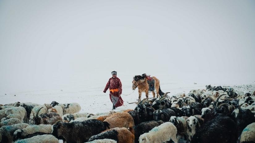 Moğolistan'da yaklaşık 5 milyon hayvan öldü