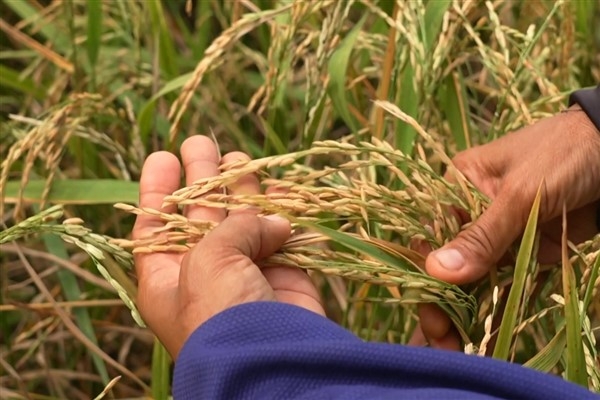 Tayland, Çin'e pirinç ihracatını artırmayı planlıyor