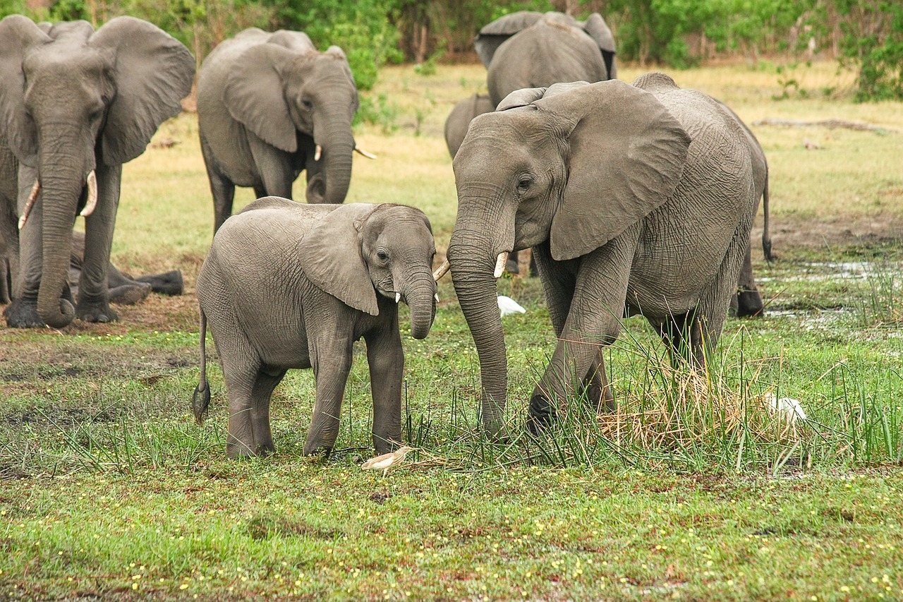 Botswana, Almanya'yı 20 bin  fil göndermekle tehdit etti