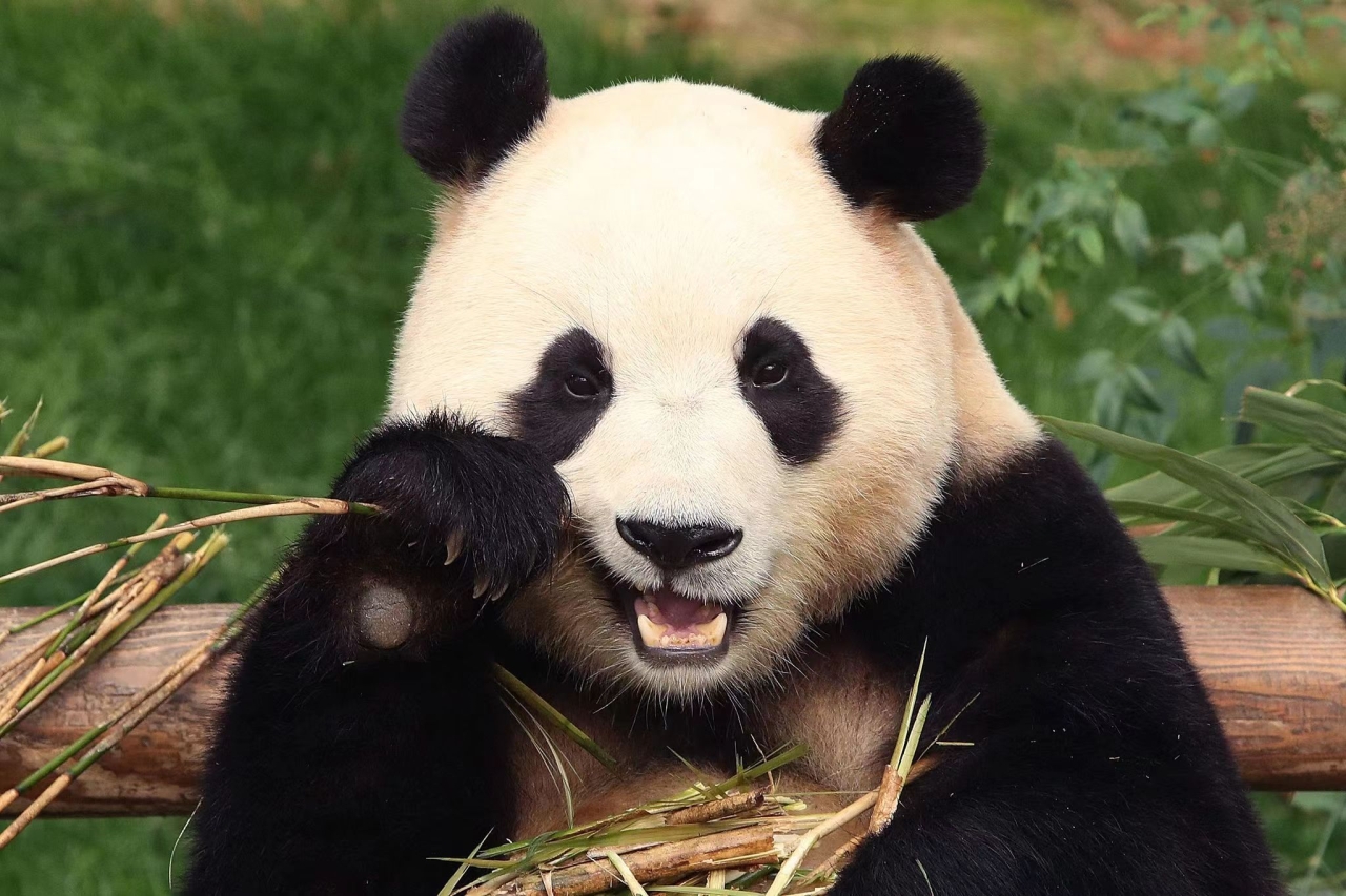 Güney Kore’nin ilk pandası olan Fubao, anavatanına dönüyor