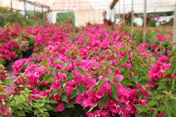 Muğla’da yaz sezonu çiçek üretimi başladı
