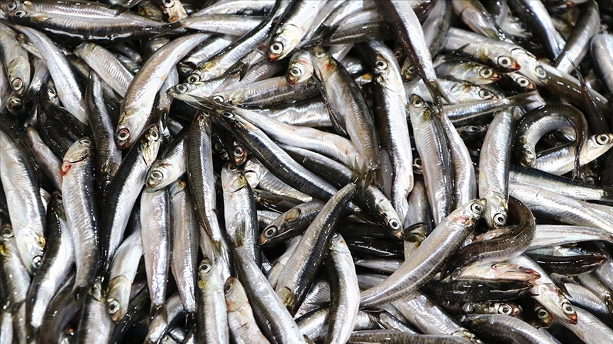 Kırmızı etin ringa balığı, sardalya ve hamsi ile değiştirilmesi 750 bin hayat kurtarabilir