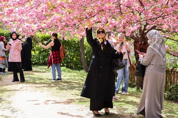 Baltalimanı Japon Bahçesi’ndeki sakura ağaçları baharın gelişini müjdeliyor