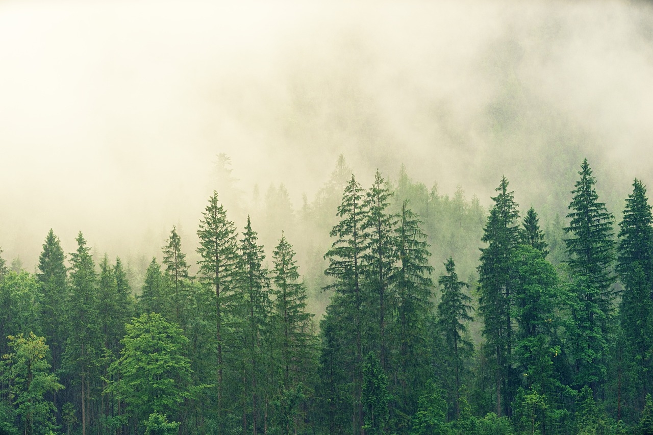 BM: Ormanlar gezegen sağlığı ve insan refahı için gereklidir