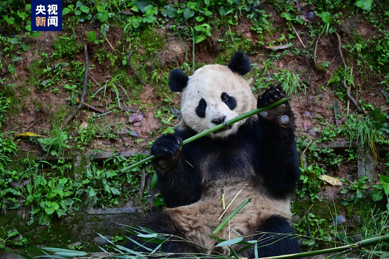 Çin, ABD’ye beş yıl aradan sonra bir çift panda gönderiyor