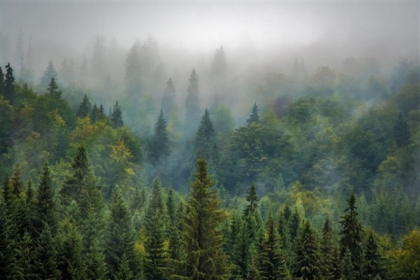 BM: Ormanlar sağlıklı bir gezegen için kritik öneme sahiptir