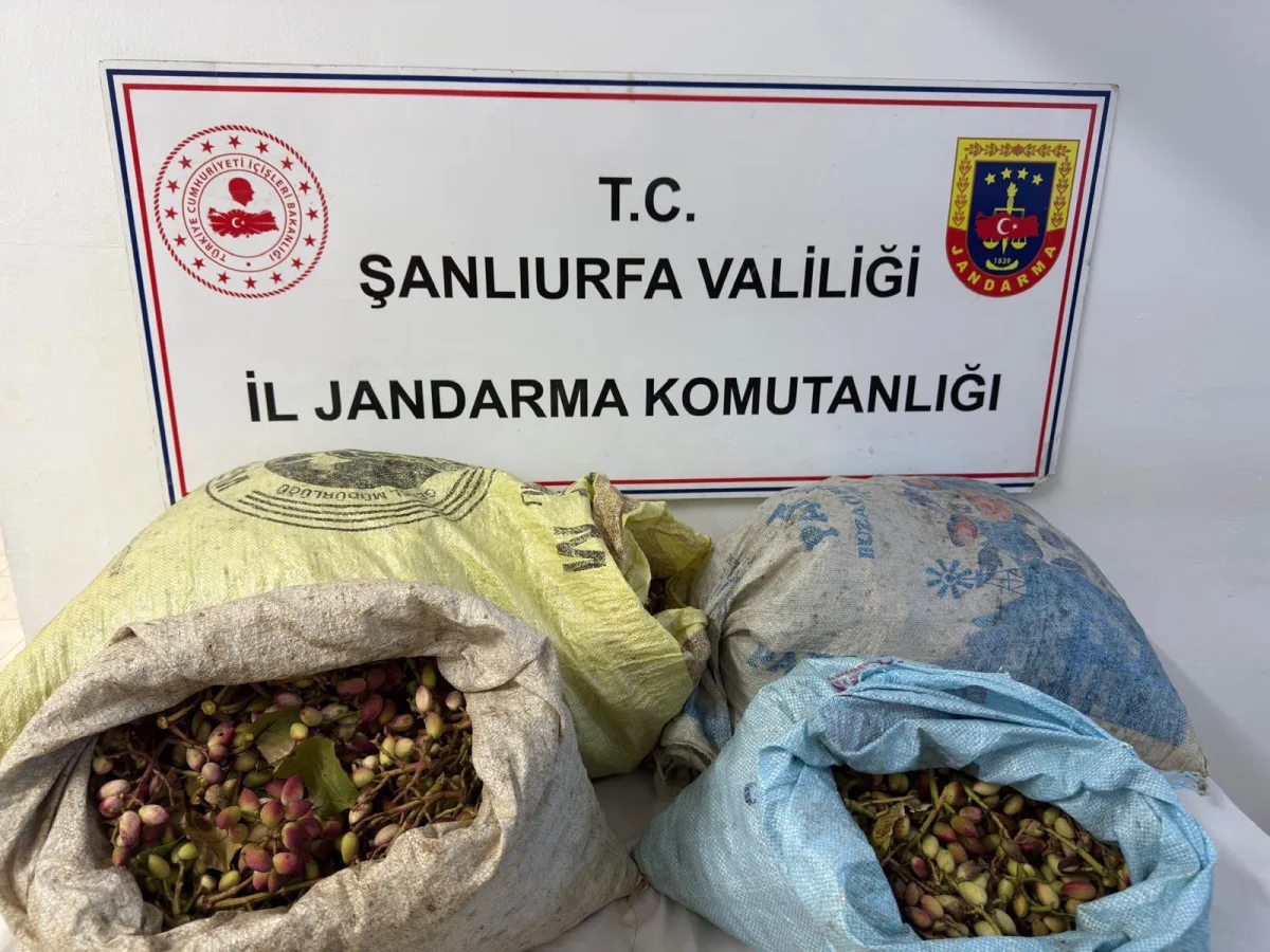 ŞANLIURFA’DA FISTIK HIRSIZLIĞINA SUÇÜSTÜ: 75 KİLO FISTIK ELE GEÇİRİLDİ