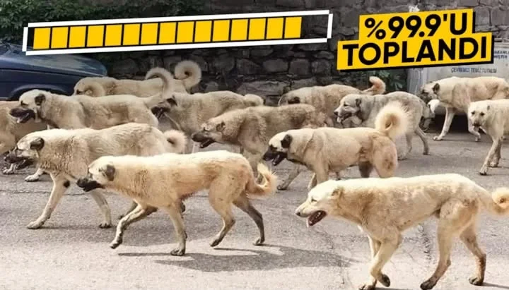 Türkiye Genelinde Başıboş Sokak Köpeklerinin %99,9’u Bakımevlerine Alındı