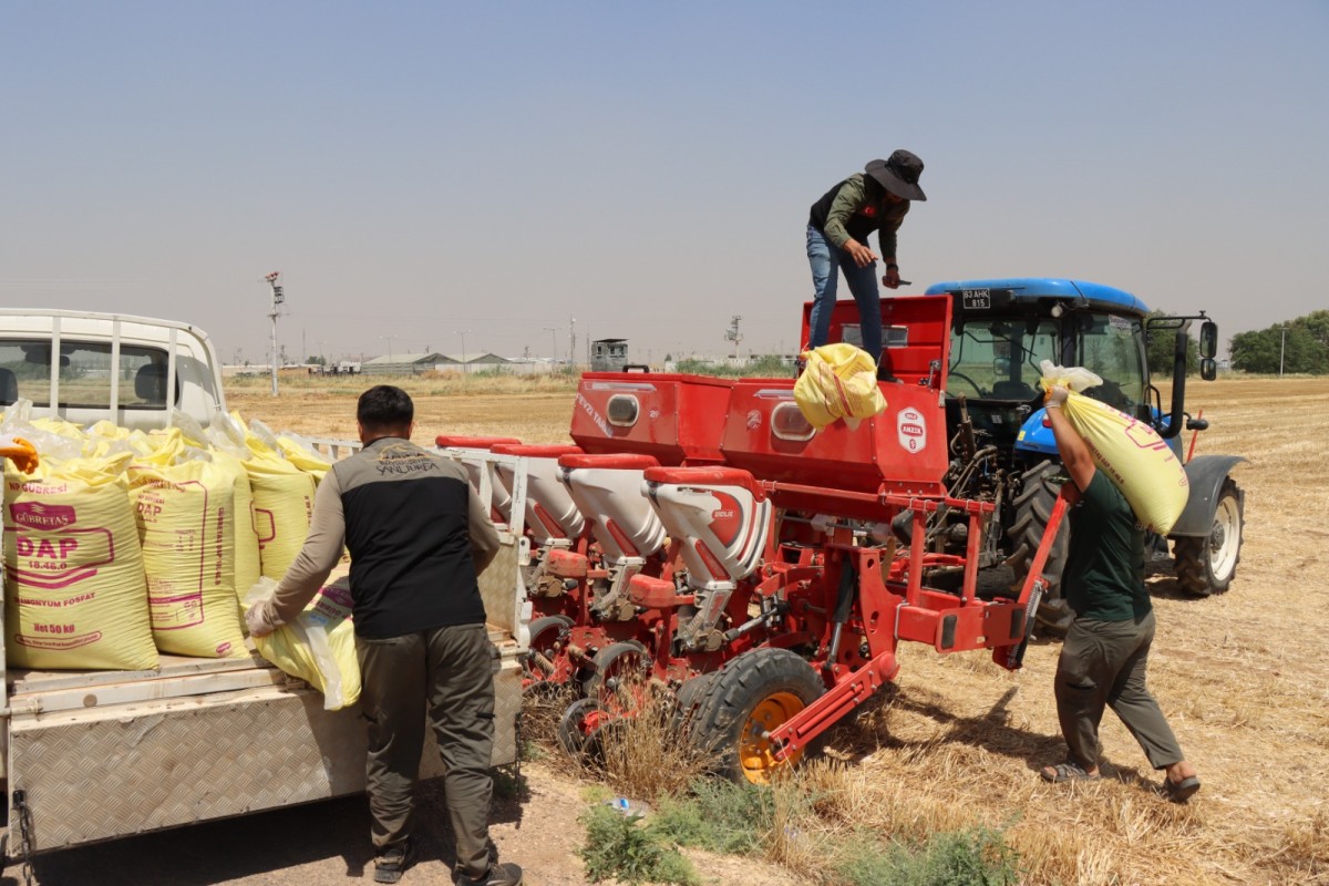 Şanlıurfa’da Anıza Doğrudan Ekim Uygulaması Yaygınlaşıyor