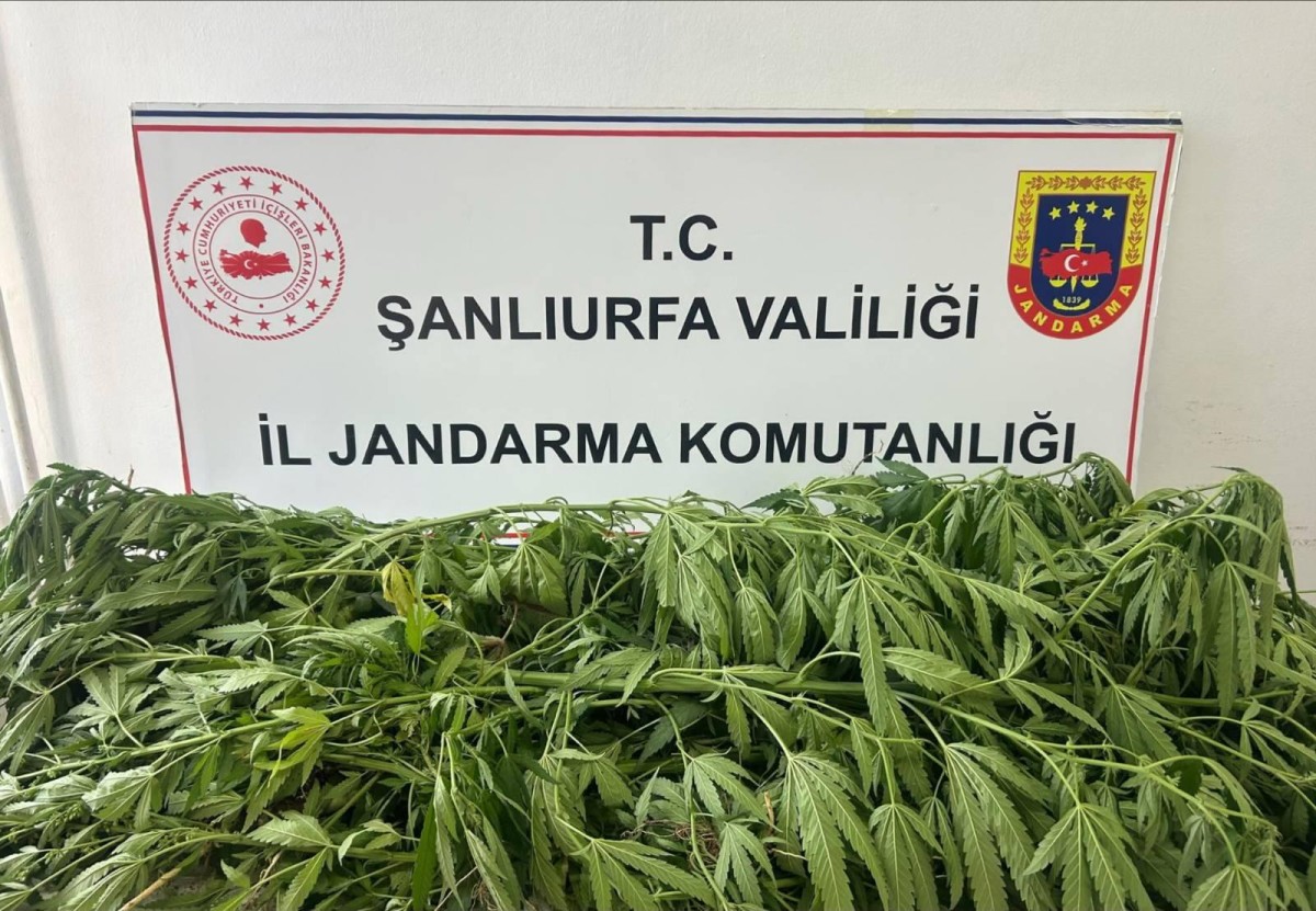 Suruç'ta 35 Kök Kenevir Ele Geçirildi