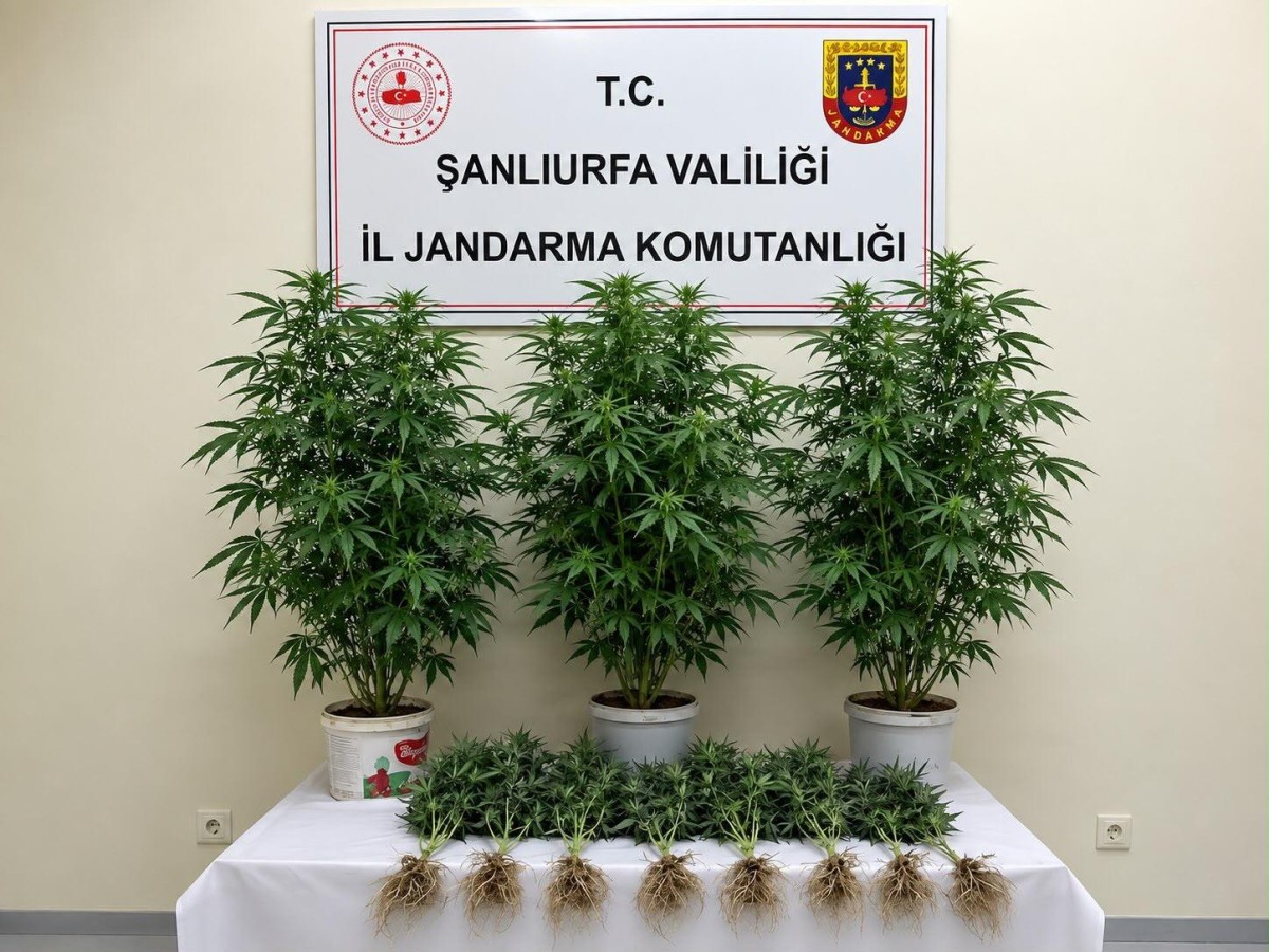 Bozova’da Kenevir Operasyonu: 13 Kök Kenevir Ele Geçirildi