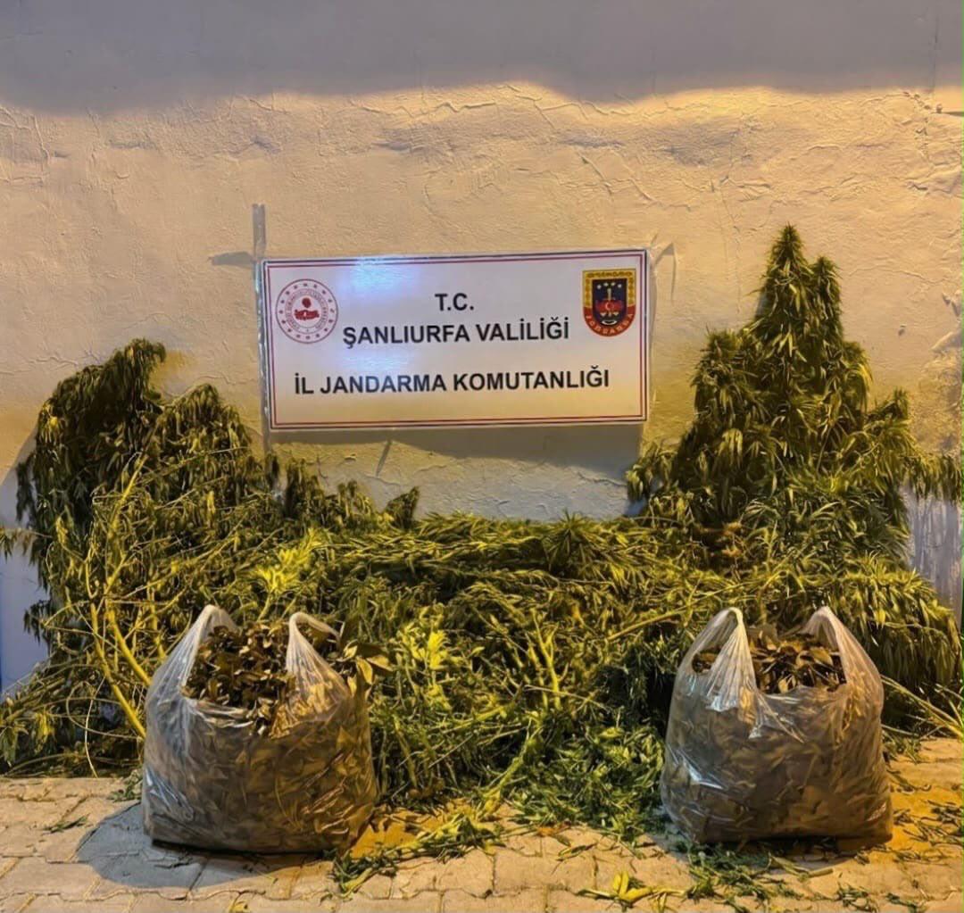 Şanlıurfa’da Uyuşturucu Operasyonları: Kenevir ve Esrar Ele Geçirildi