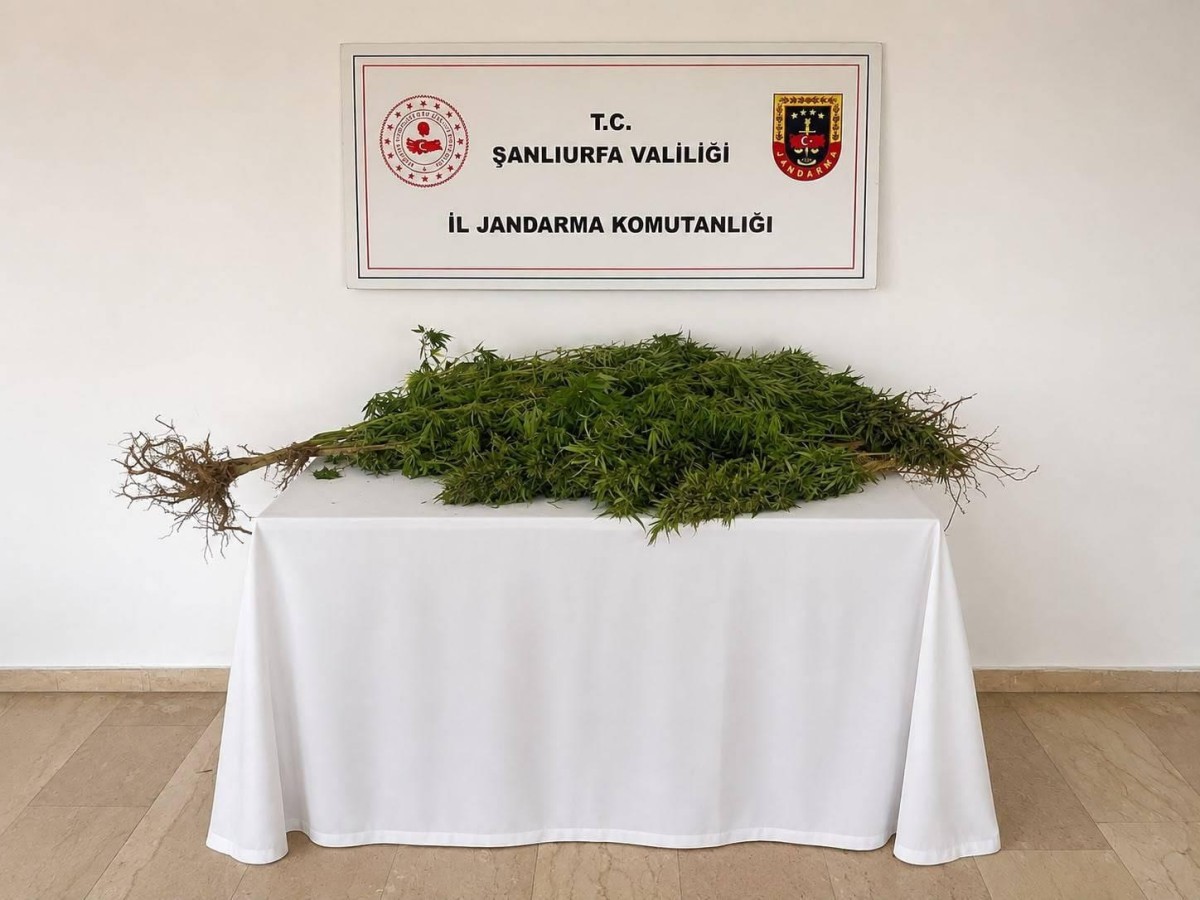 Eyyübiye’de Kenevir Operasyonu: 8 Kök Ele Geçirildi