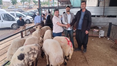 Kurban Bayramı’nın İkinci Gününde Şanlıurfa Hayvan Pazarlarında Yoğunluk Devam Ediyor